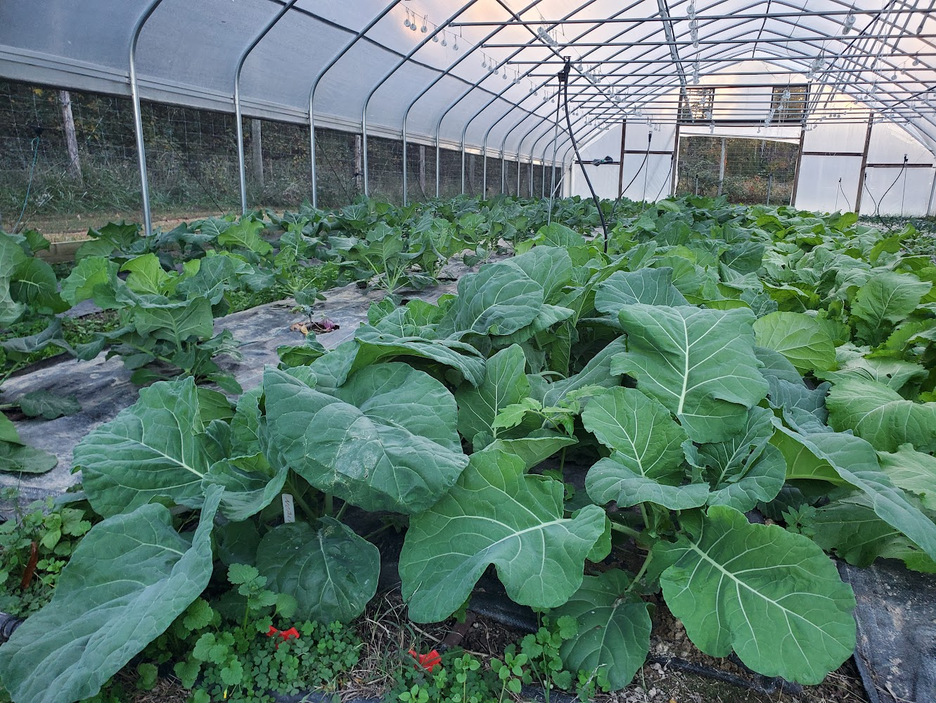 Collard Seeds - North Carolina Ultracross - Sow True Seed