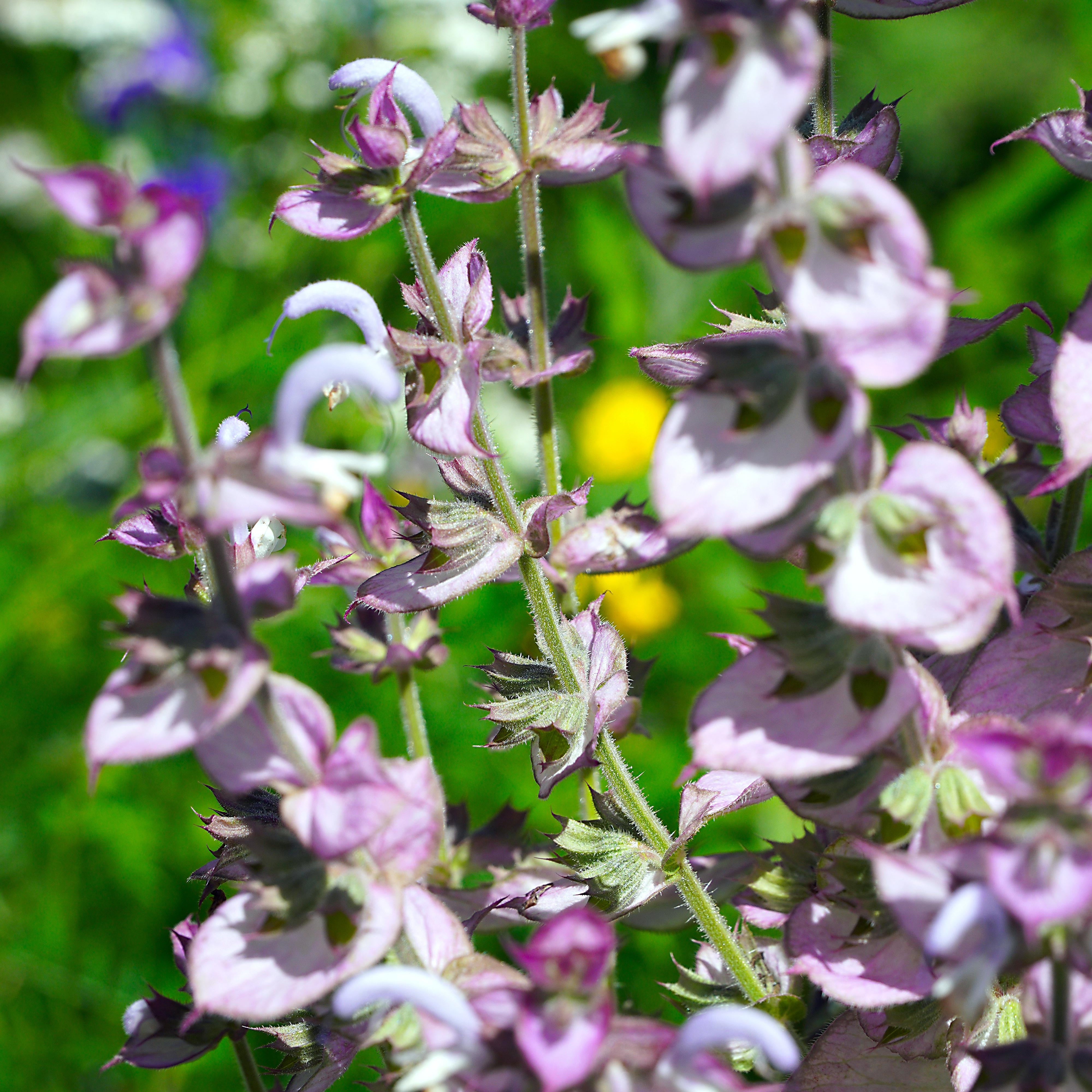 Clary Sage Seeds - Sow True Seed