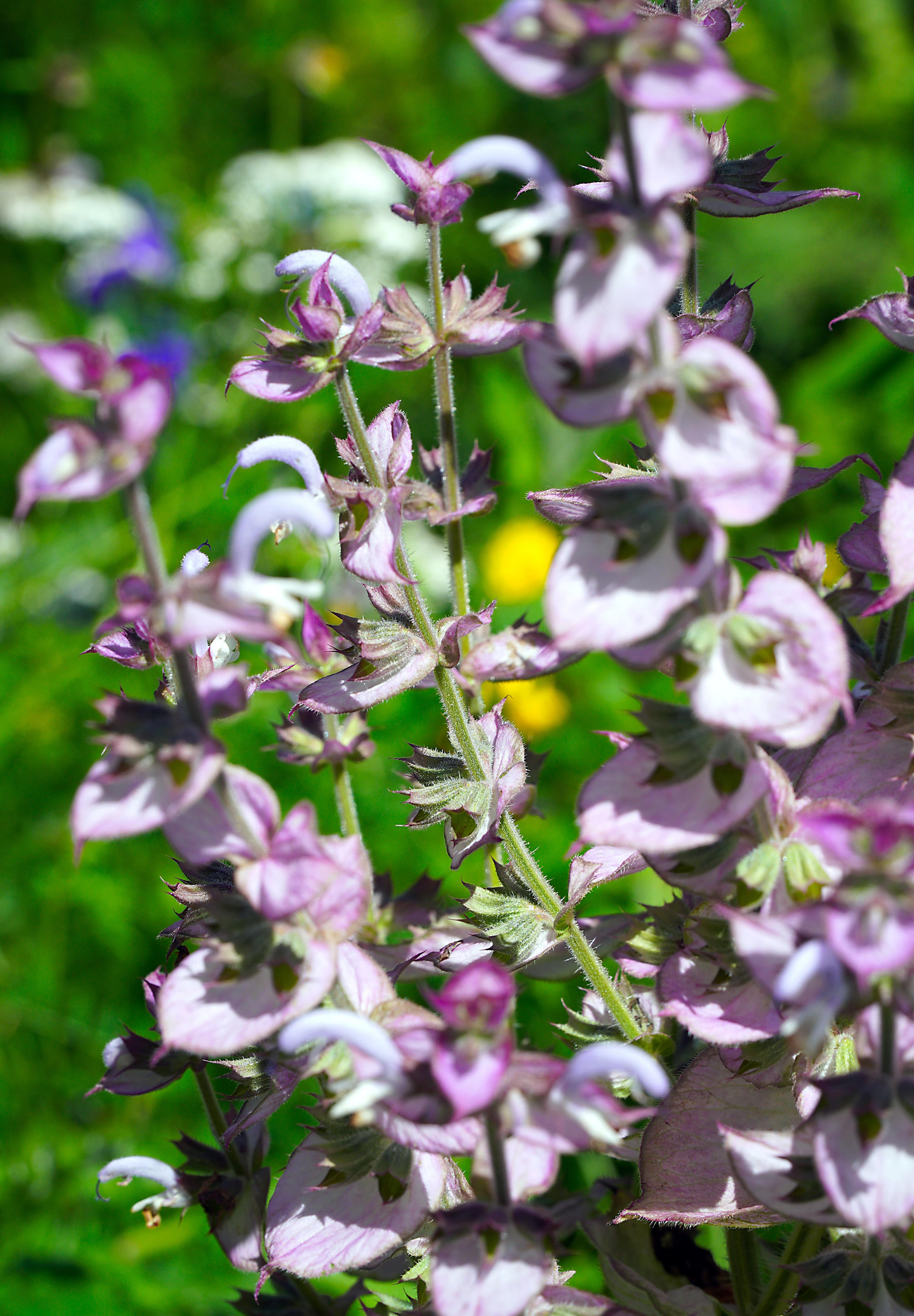 planting clary sage seeds Clary Sage Seeds