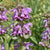 Bee Balm Seeds - Lemon Mint - Sow True Seed
