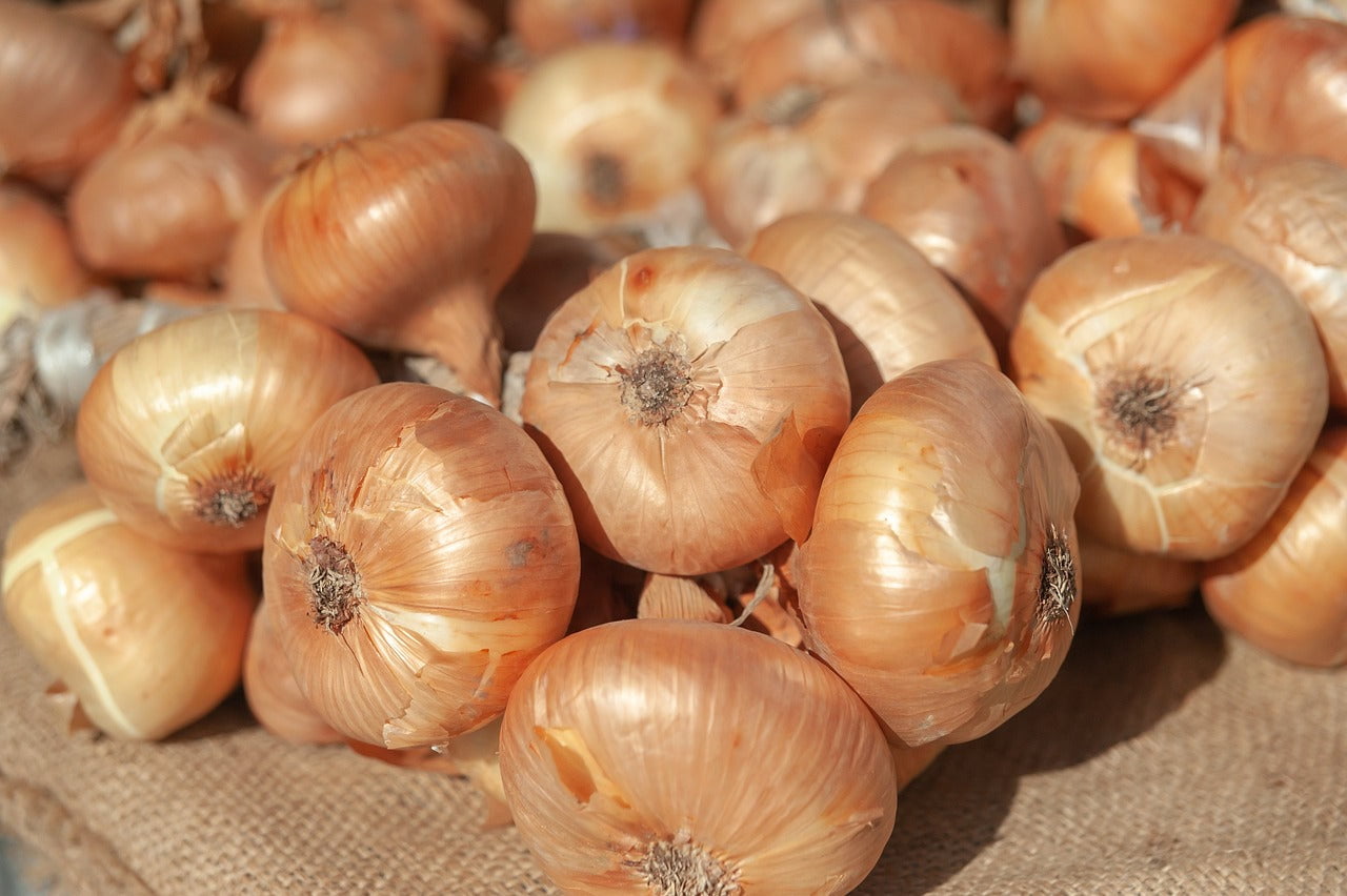 Borettana Cipollini Onion Starts - Sow True Seed