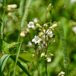 Penstemon Seeds - Foxglove Beardtongue - Sow True Seed
