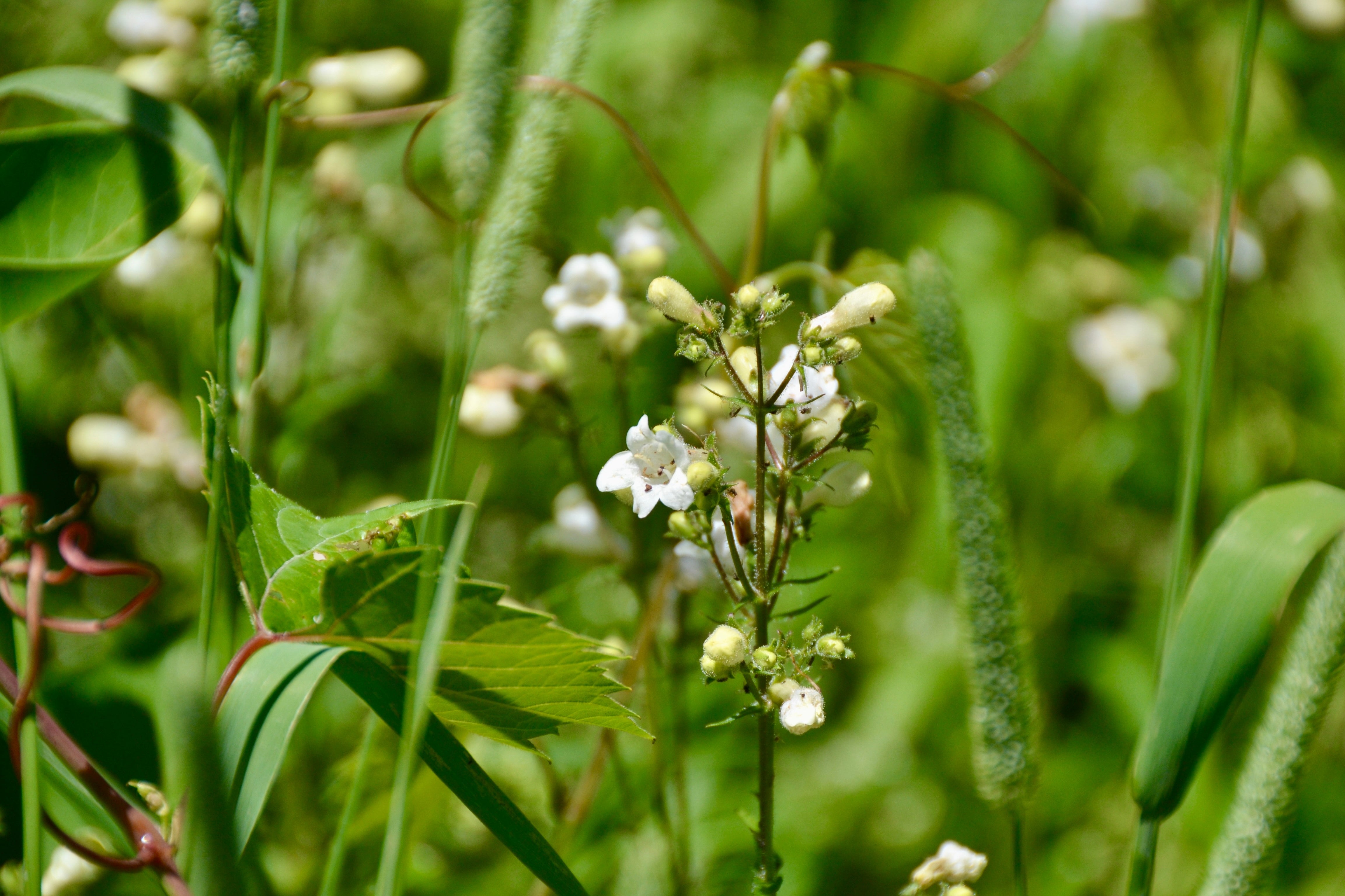 Penstemon Seeds - Foxglove Beardtongue - Sow True Seed