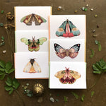 Polanshek of the Hills Small Card Packs - Sow True Seed