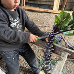 Brussels Sprouts Seeds - Red Rubine, ORGANIC - Sow True Seed