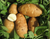 Russet Burbank Potato, ORGANIC - Sow True Seed
