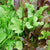 Lettuce Seeds - Heatwave Blend - Sow True Seed
