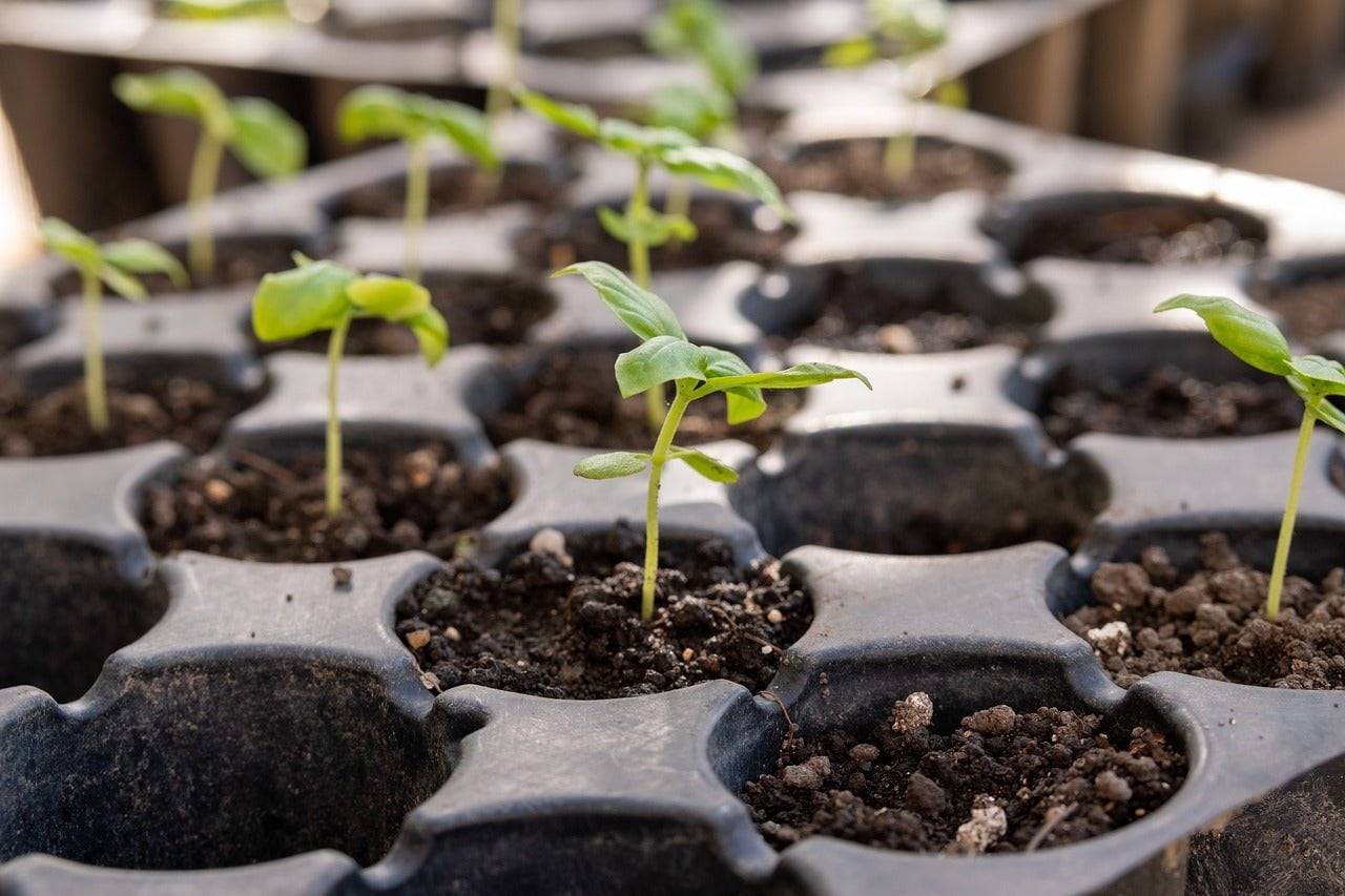 IN PERSON CLASS: Seed Starting for the Home Gardener - Sow True Seed