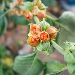 Ashwagandha Seeds - Sow True Seed
