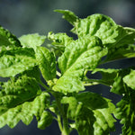 Basil Seeds - Lettuce Leaf - Sow True Seed