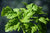 Basil Seeds - Lettuce Leaf