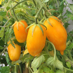 Paste Tomato Seeds - Banana Legs - Sow True Seed