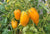 Paste Tomato Seeds - Banana Legs - Sow True Seed