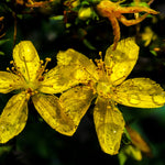Spotted St. John's Wort Seeds - Sow True Seed