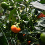Hot Pepper Seeds - Carrot Bomb, ORGANIC - Sow True Seed