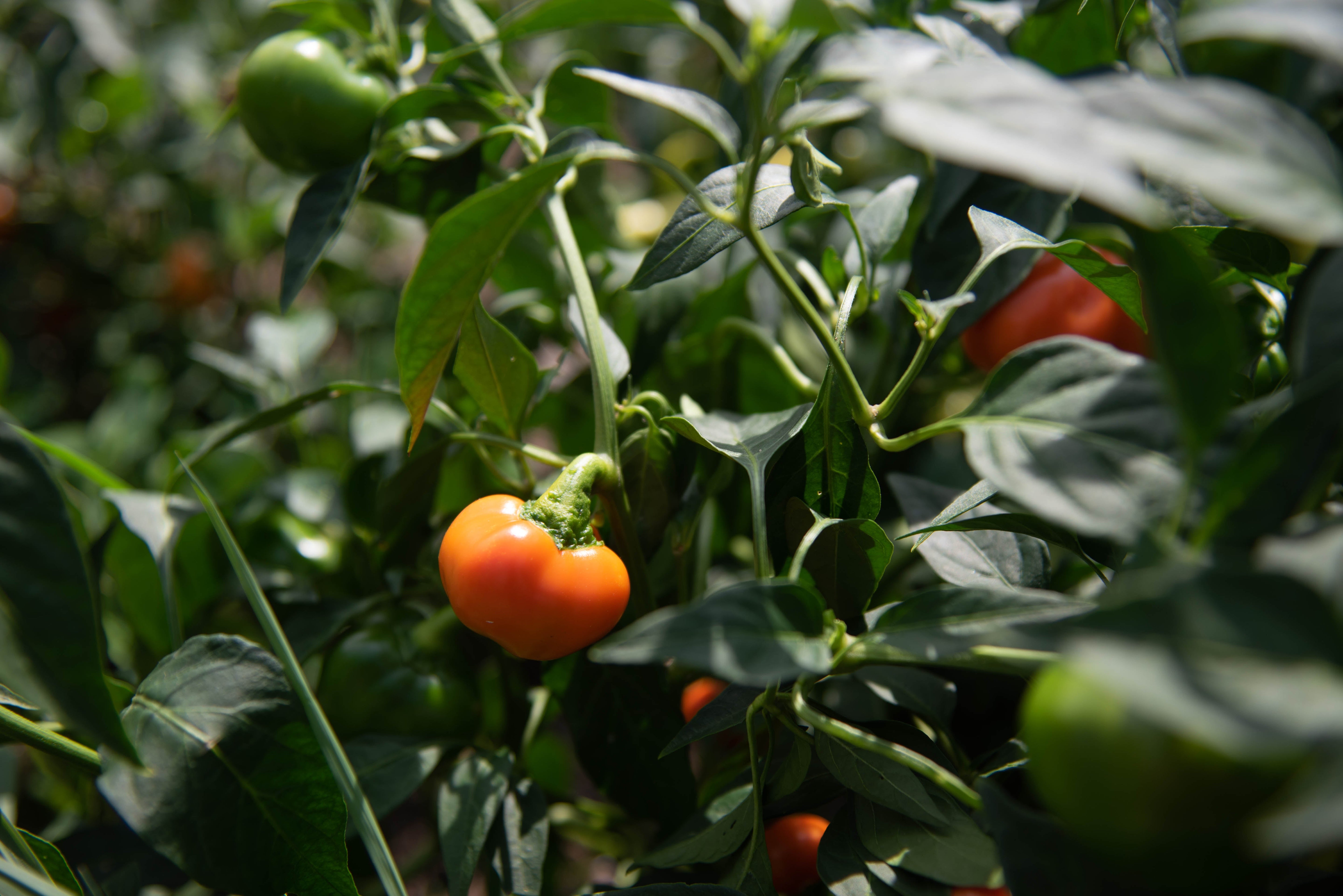 Hot Pepper Seeds - Carrot Bomb, ORGANIC - Sow True Seed