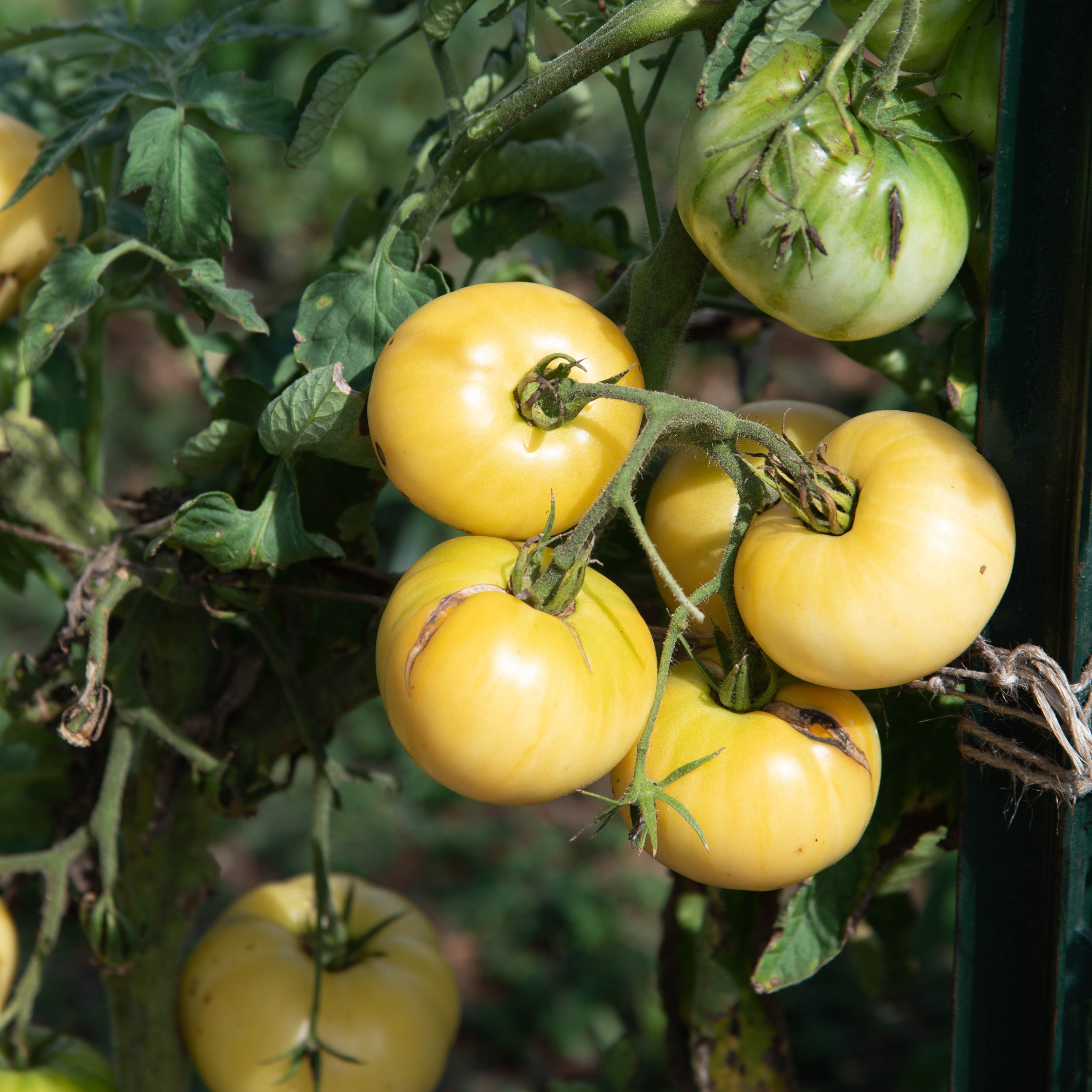 Slicing Tomato Seeds - Fantome du Laos - Sow True Seed