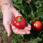 Sweet Pepper Seeds - Ashe County Pimento - Sow True Seed