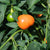 Hot Pepper Seeds - Carrot Bomb, ORGANIC - Sow True Seed