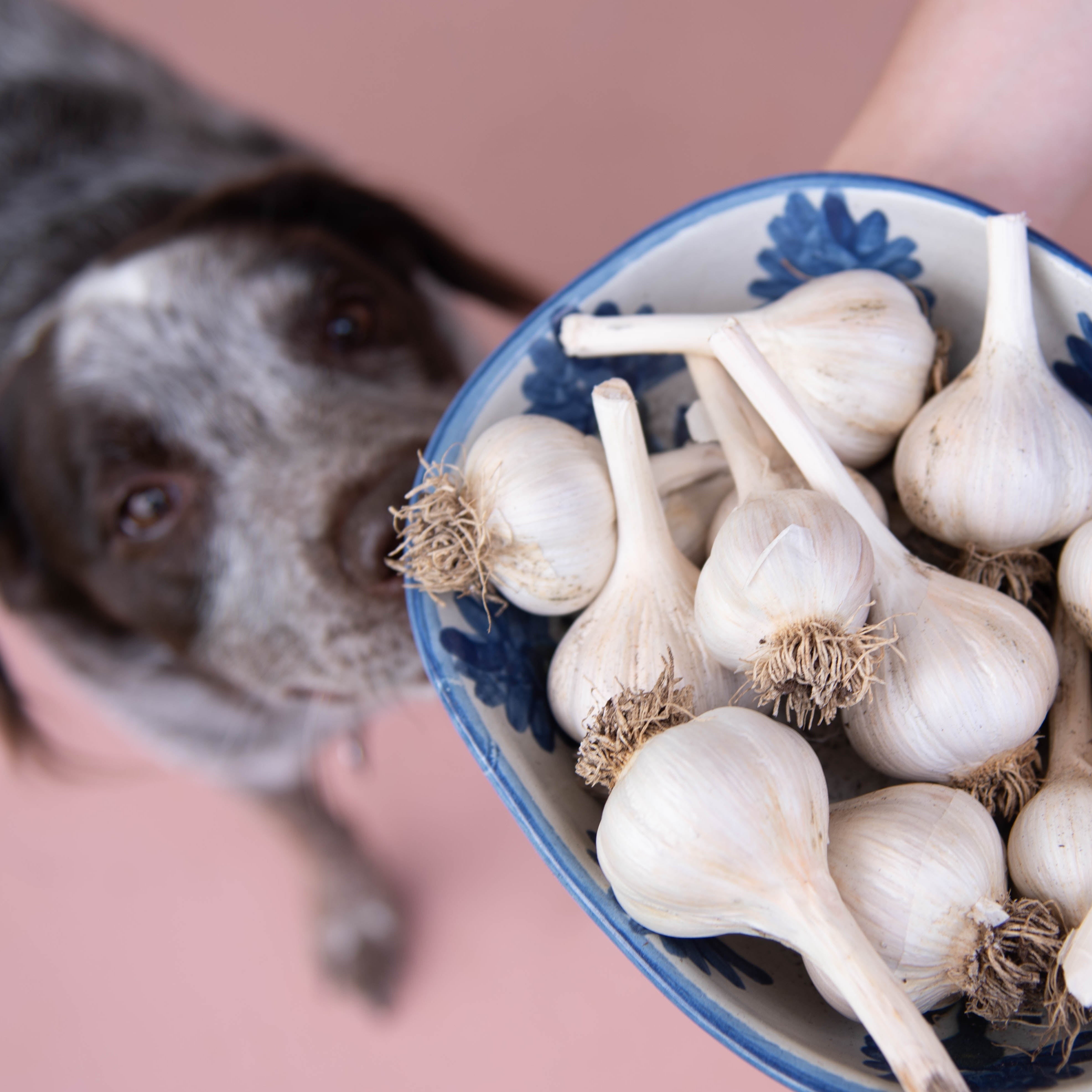 German Red Hardneck Garlic - Sow True Seed