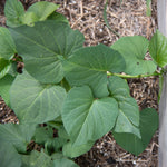 Bayou Belle Sweet Potatoes, Organic - Sow True Seed