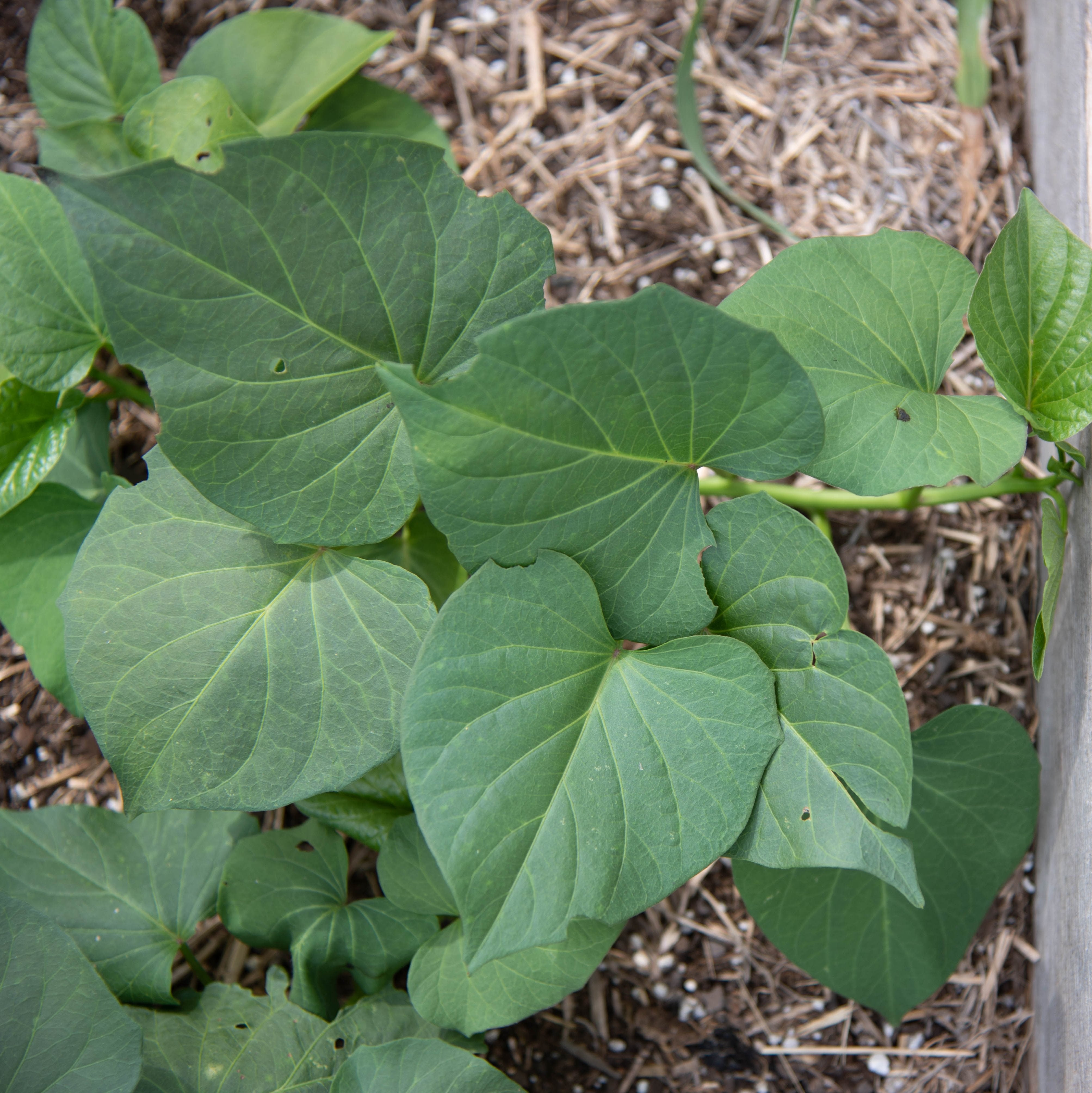 Bayou Belle Sweet Potatoes, Organic - Sow True Seed
