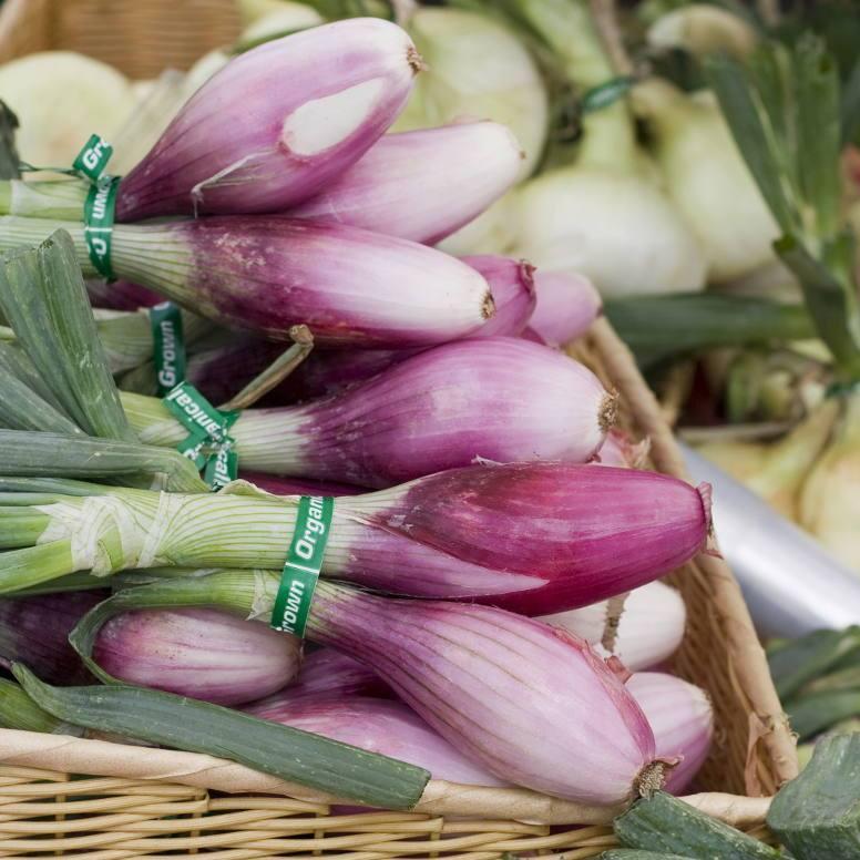Onion Seeds - Red Long of Tropea - Sow True Seed