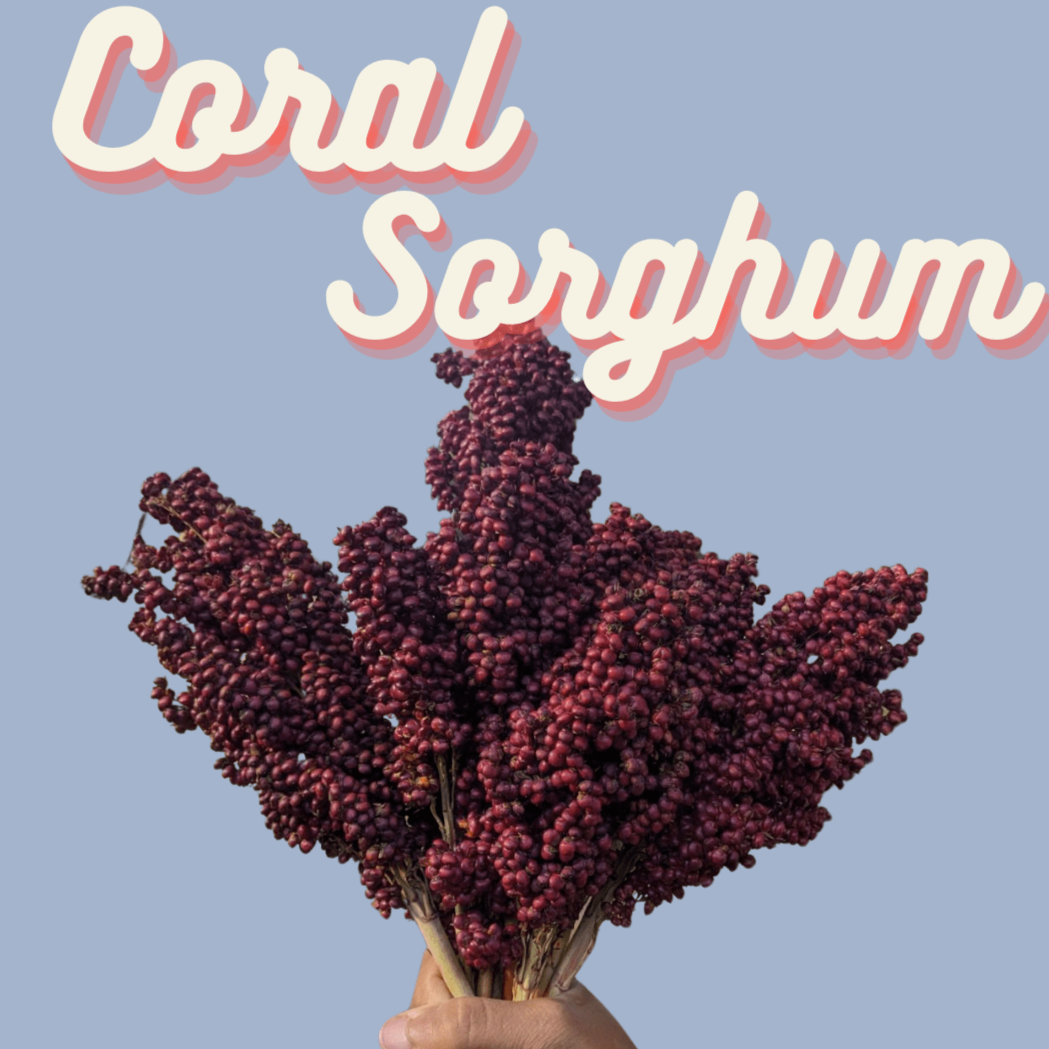 Sorghum Seeds - Coral - Sow True Seed