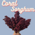 Sorghum Seeds - Coral - Sow True Seed
