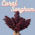 Sorghum Seeds - Coral