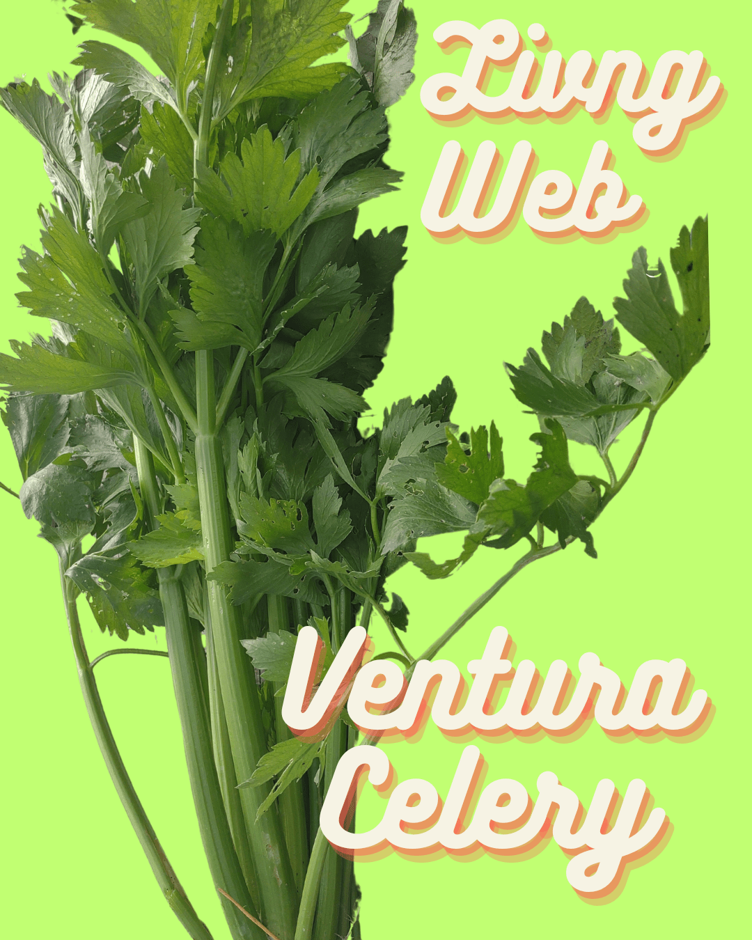 Celery Seeds - Living Web Farms Ventura - Sow True Seed