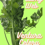 Celery Seeds - Living Web Farms Ventura - Sow True Seed