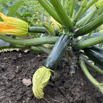 Summer Squash Seeds - Dark Star Zucchini - Sow True Seed