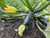 Summer Squash Seeds - Dark Star Zucchini - Sow True Seed