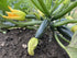 Summer Squash Seeds - Dark Star Zucchini, ORGANIC