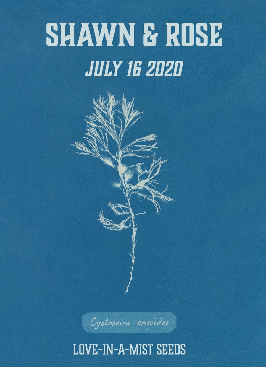 Pre-Designed Template - Cyanotype Algae - Sow True Seed