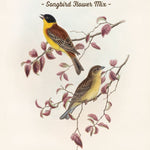 Pre-Designed Template - Two Birds - Sow True Seed