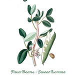 Pre-Designed Template - Fava Bean - Sow True Seed