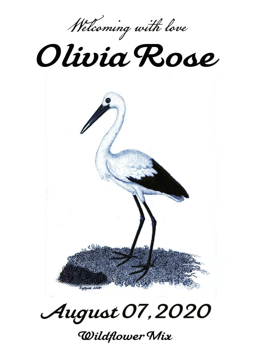 Pre-Designed Template - Stork Birth Announcement - Sow True Seed