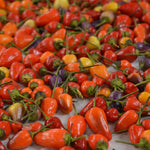 Hot Pepper Seeds- Chinese 5-Color - Sow True Seed