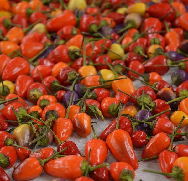Chinese Five-Color Hot Pepper Seeds | Sow True Seed | Open Pollinated