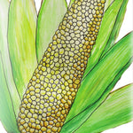 Sweet Corn - Country Gentleman - Sow True Seed