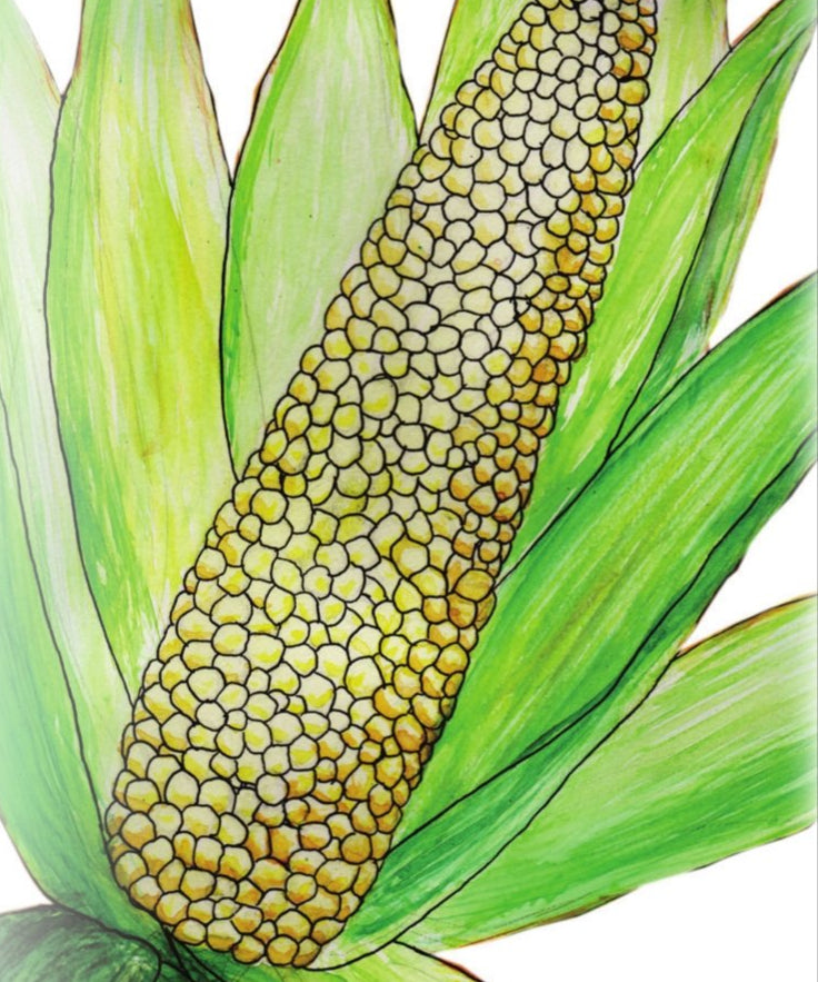 Sweet Corn - Country Gentleman - Sow True Seed