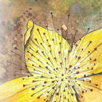 St. John's Wort Seed - Sow True Seed