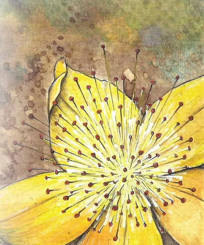 St. John's Wort Seed - Sow True Seed