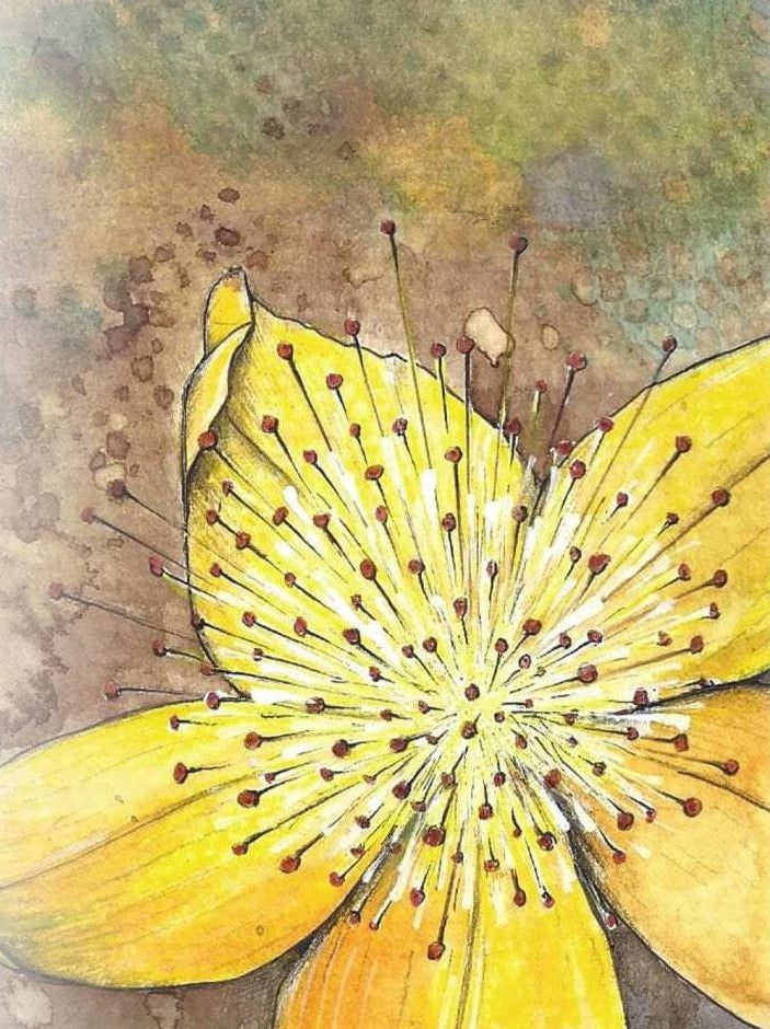 planting st john's wort seeds St. John's Wort Herb Seeds | Sow True Seed