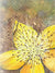 St. John's Wort Seed - Sow True Seed
