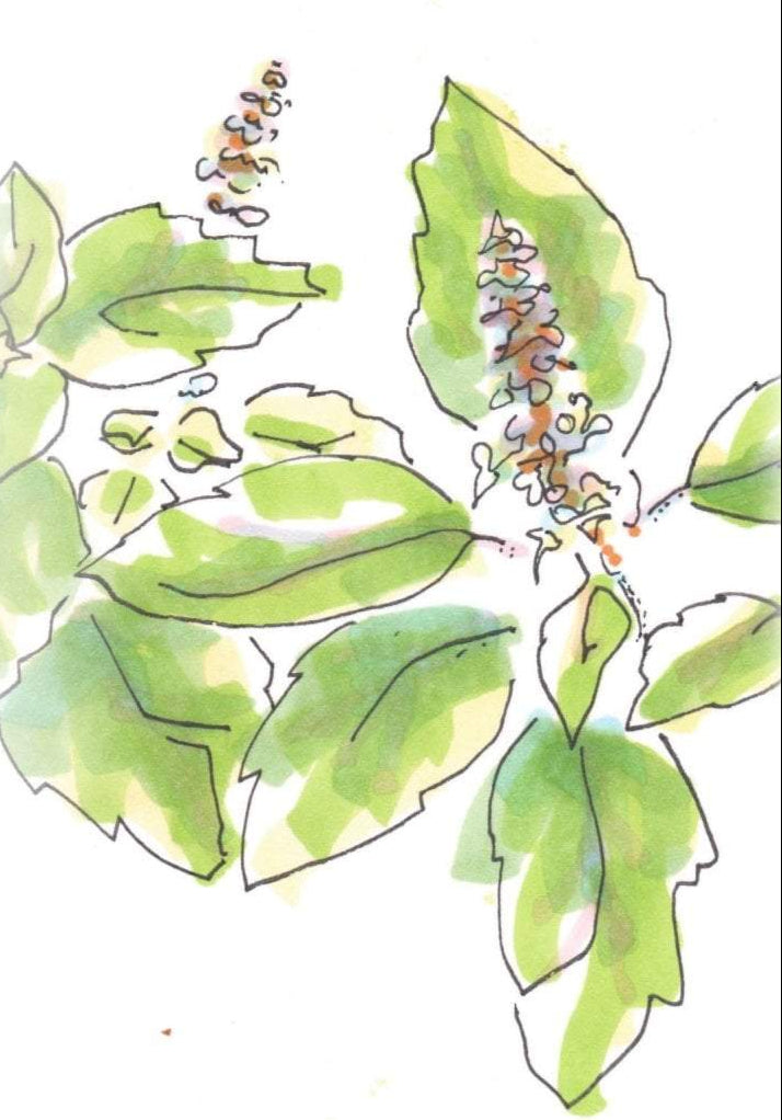 Basil Seeds, Tulsi - Kapoor - Sow True Seed