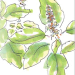 Basil Seeds, Tulsi - Kapoor - Sow True Seed