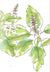 Basil Seeds, Tulsi - Kapoor - Sow True Seed